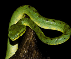 Pit Viper